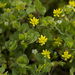 Lesser Hop Trefoil - Photo (c) Martin A. Prinz, some rights reserved (CC BY-NC), uploaded by Martin A. Prinz