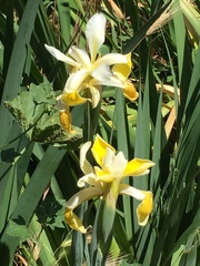 Iris orientalis