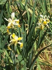 Iris orientalis
