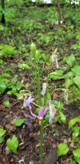 Primula meadia