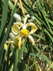 Iris orientalis