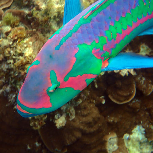 Surge Wrasse