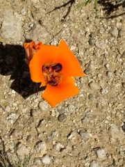 Calochortus kennedyi