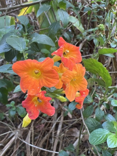 Streptosolen jamesonii observed 2024-05-11