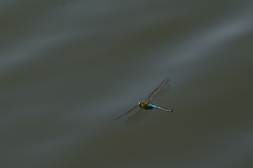 iNaturalist observation photo of Common Green Darner