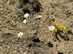 Layia glandulosa