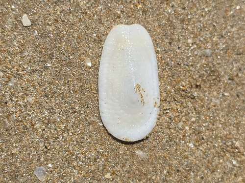 Scutus unguis