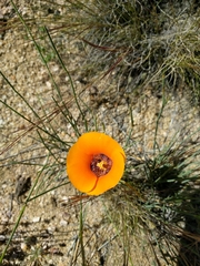 Calochortus kennedyi