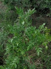 Clausena anisata