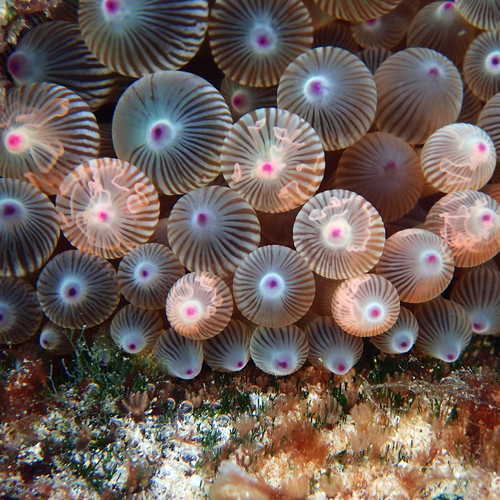 Photo of Bubble-tip anemone (Entacmaea quadricolor)
