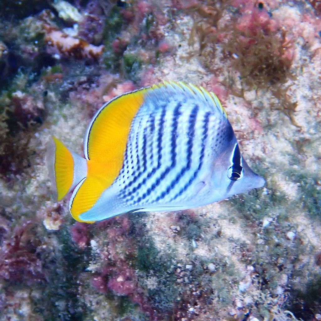 Atoll Butterflyfish
