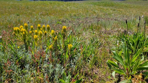 Image of Golden Indian Paintbrush (Castilleja levisecta) by (c) S. Kellington, some rights reserved (CC BY)