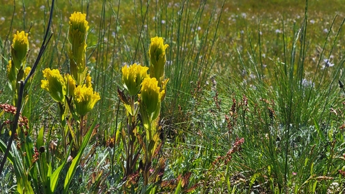 Image of Castilleja levisecta by (c) S. Kellington, some rights reserved (CC BY)