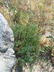 Solanum umbelliferum