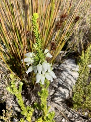 Erica physodes
