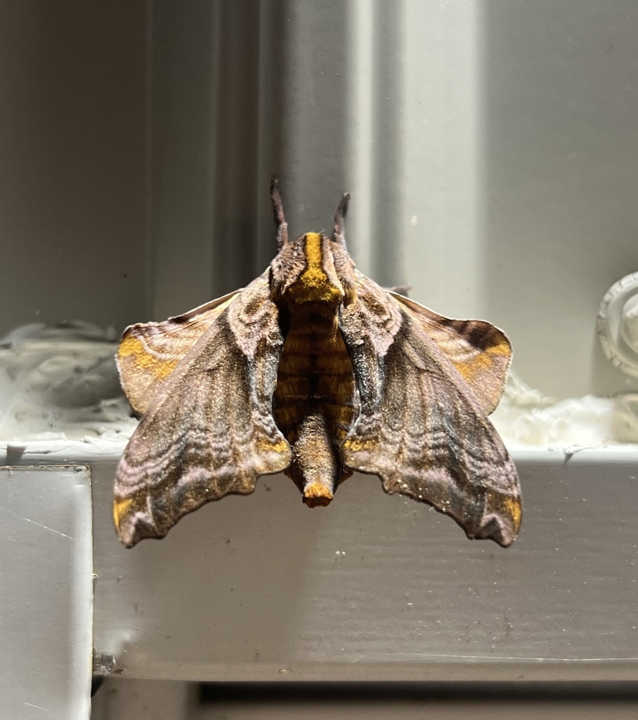 Small-eyed Sphinx in May 2024 by smmer224 · iNaturalist