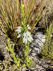 Erica physodes