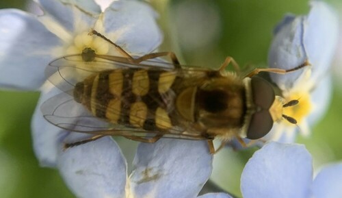 Migrant Hover Fly, Amsterdam Nieuw-West, Amsterdam, Nederland, photo 9 of 10