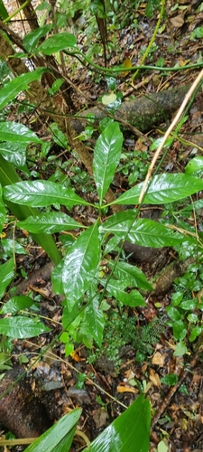 Image of Pavetta australiensis by (c) murrayoke, some rights reserved (CC BY)