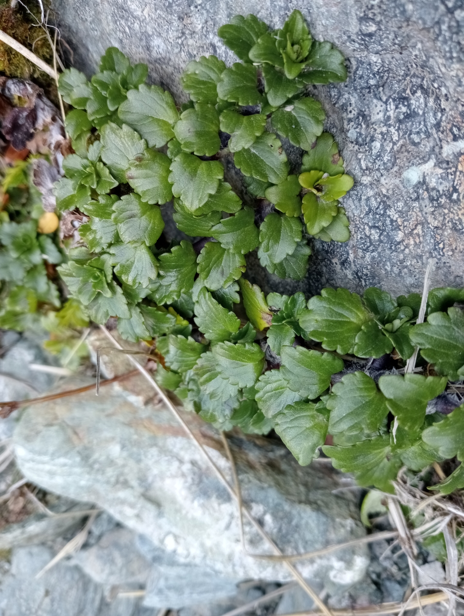 Creeping Mountain Foxglove (Ourisia caespitosa)