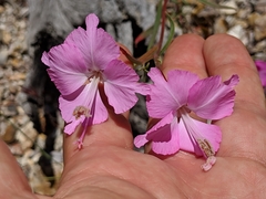 Clarkia breweri