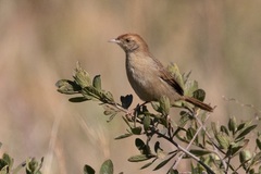 Wailing Cisticola photo 1