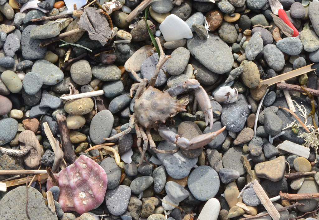 kelp-crabs-from-on-may-9-2024-at-09-48-am-by