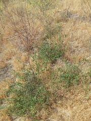 Solanum umbelliferum