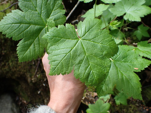 Image of Ribes laxiflorum by (c) Chris Fluit, some rights reserved (CC BY)