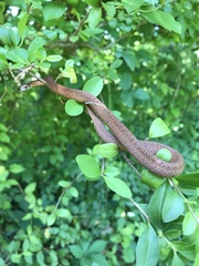 Storeria occipitomaculata obscura