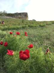 Paeonia tenuifolia