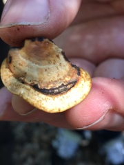 Truncospora mexicana