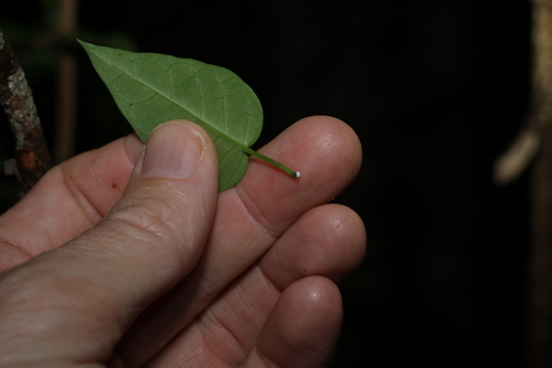 Image of Vincetoxicum ovatum by (c) Greg Tasney, some rights reserved (CC BY-SA)