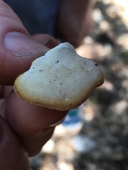 Truncospora mexicana