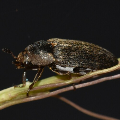 Dermestes maculatus observed 2024-05-11