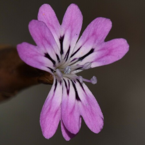 Petrorhagia dubia, 2024-05-11