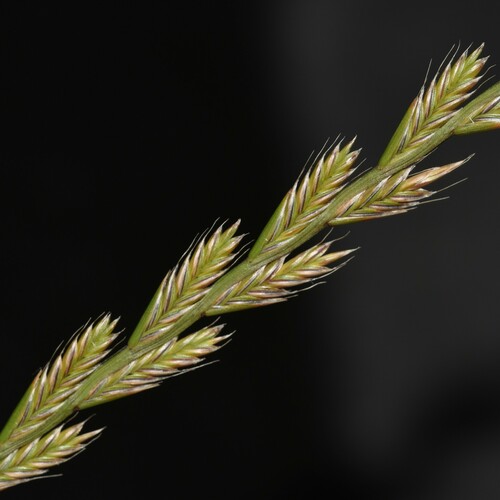 Lolium multiflorum observed 2024-05-11