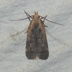 Dichomeris costarufoella