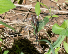 Phanogomphus lividus