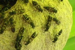 Polybia occidentalis