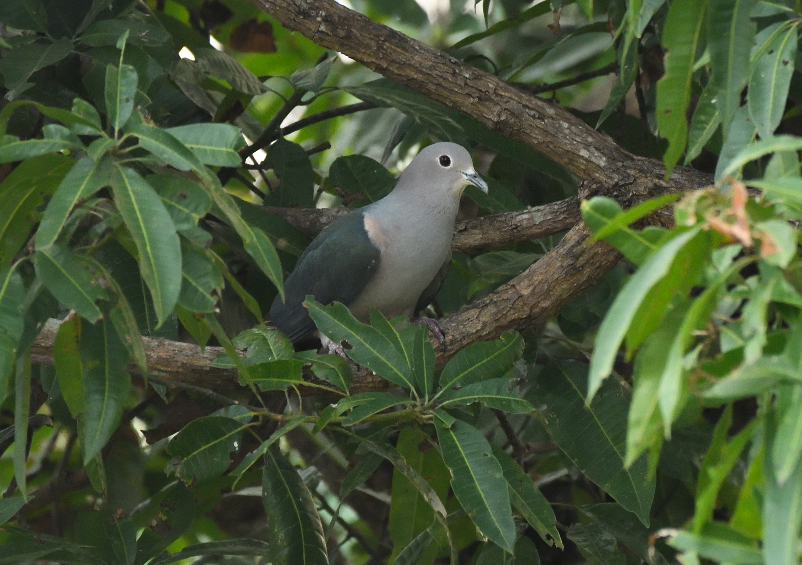 Green Imperial Pigeon