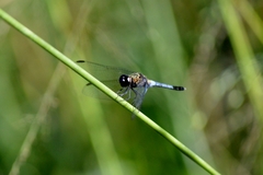 Erythrodiplax avittata