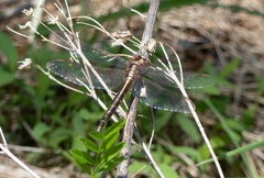 Phanogomphus lividus