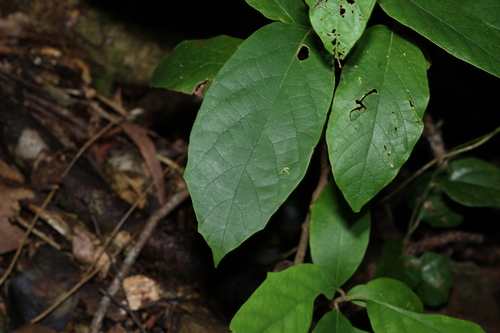 Image of Gmelina leichhardtii by (c) Greg Tasney, some rights reserved (CC BY-SA)
