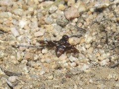 Exoprosopa caliptera