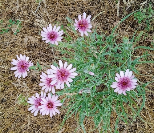 Tragopogon marginifolius