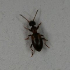 Omonadus floralis