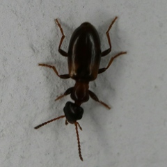 Omonadus floralis