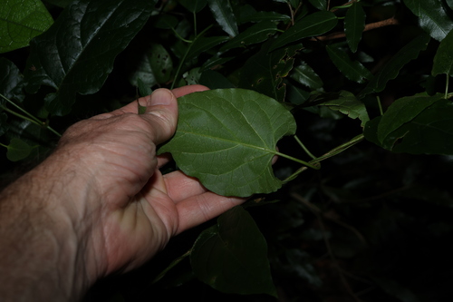 Image of Parsonsia velutina by (c) Greg Tasney, some rights reserved (CC BY-SA)
