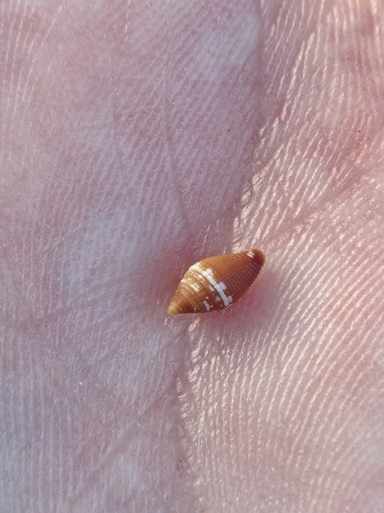 Lovellona peaseana